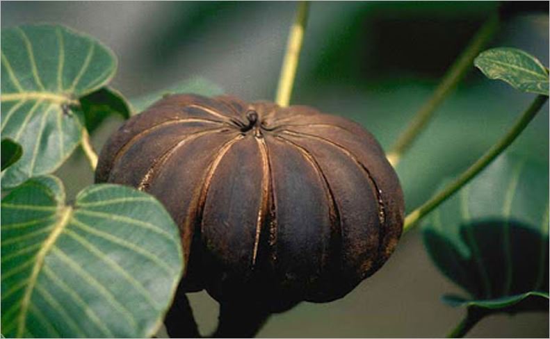 Hình ảnh Ba đậu tây