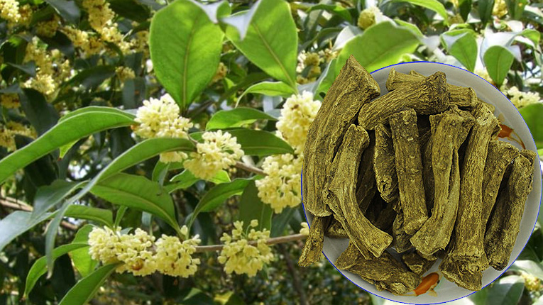 Vị thuốc bạch mộc hương