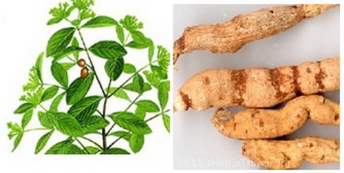 Cam toại, camtoai, cam toai,Euphobia sieboldiana Morren et decaisne, Euphorbia kansui Liou. Họ Euphorbiaceae..