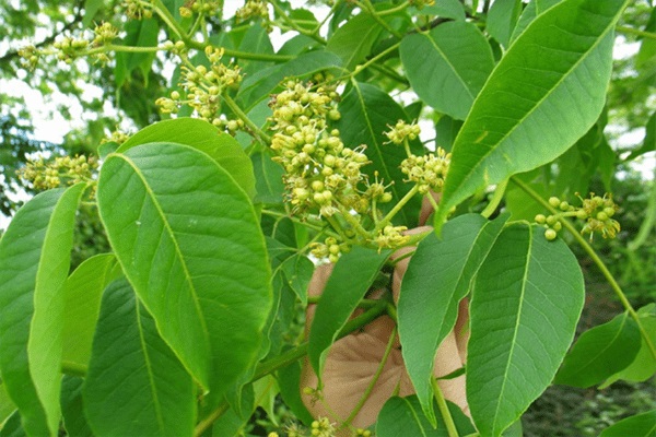 Cây hoàng bá, vị thuốc hoàng bá, hoàng bá