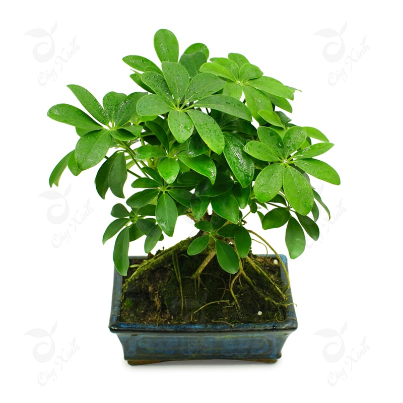 Vị thuốc ngũ gia bì giúp hạn chế đau nhức cơ xương khớp