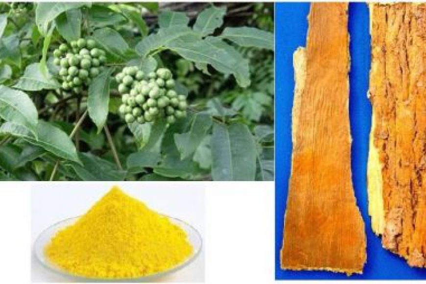 Vị thuốc hoàng bá