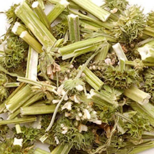 Hình ảnh vị thuốc ích mẫu thảo