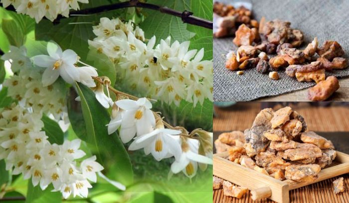 Vị thuốc an tức hương