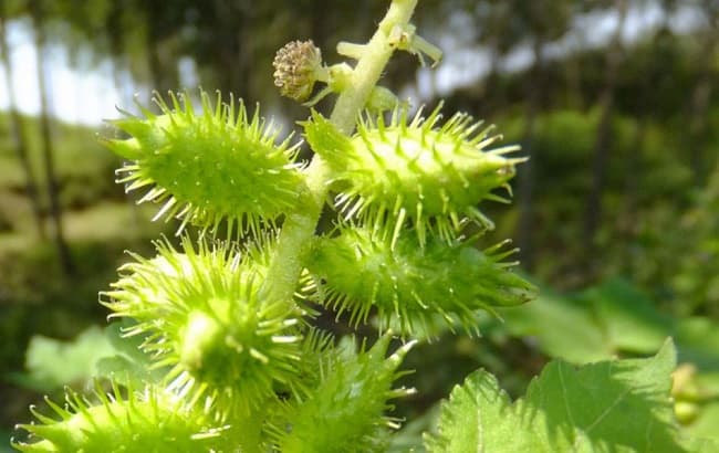 Thương nhĩ tử