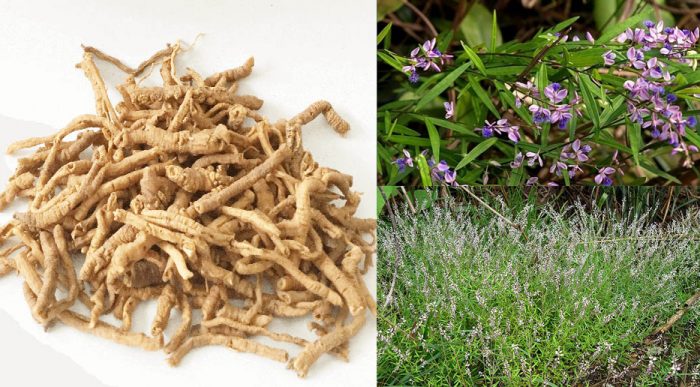 Hình ảnh vị thuốc viễn trí chế
