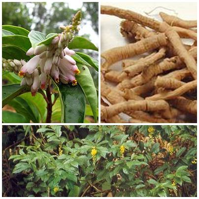 Viễn chí sibiri